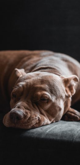 [2436x1125]沙发 宠物狗 汪星人 睡觉 苹果手机壁纸图片