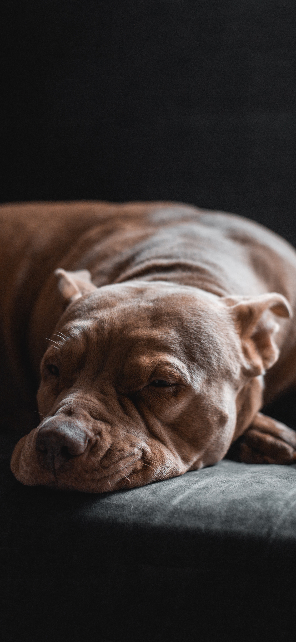 [2436×1125]沙发 宠物狗 汪星人 睡觉 苹果手机壁纸图片
