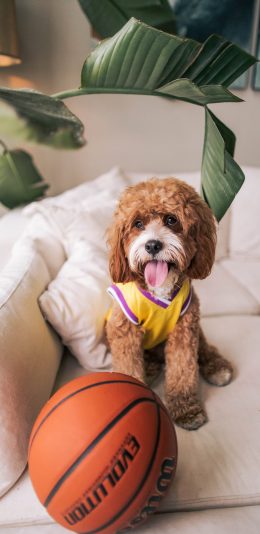[2436x1125]沙发 宠物狗 汪星人 篮球 苹果手机壁纸图片