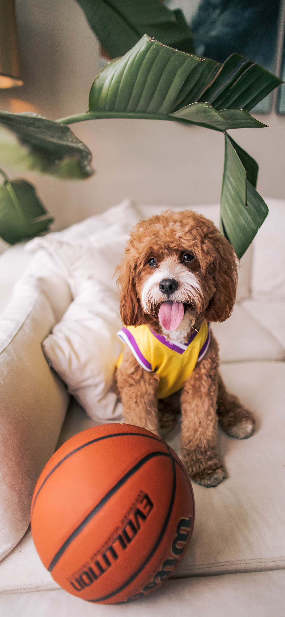 [2436×1125]沙发 宠物狗 汪星人 篮球 苹果手机壁纸图片