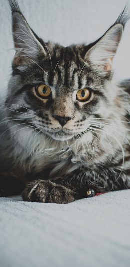 [2436x1125]沙发 宠物猫 猫咪 霸气 苹果手机壁纸图片
