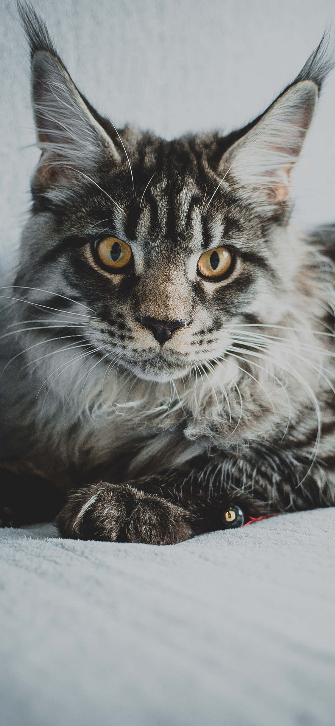 [2436×1125]沙发 宠物猫 猫咪 霸气 苹果手机壁纸图片