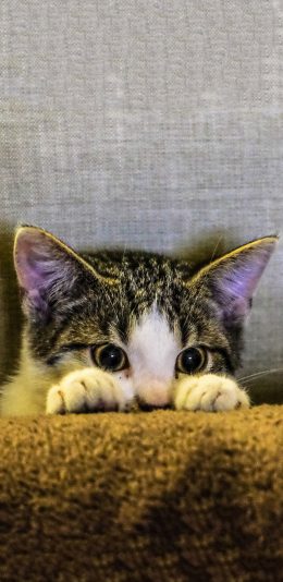 [2436x1125]沙发 小奶猫 呆萌 小心翼翼 苹果手机壁纸图片