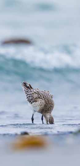 [2436x1125]沙滩 大海 浪花 海鸟 觅食 苹果手机壁纸图片