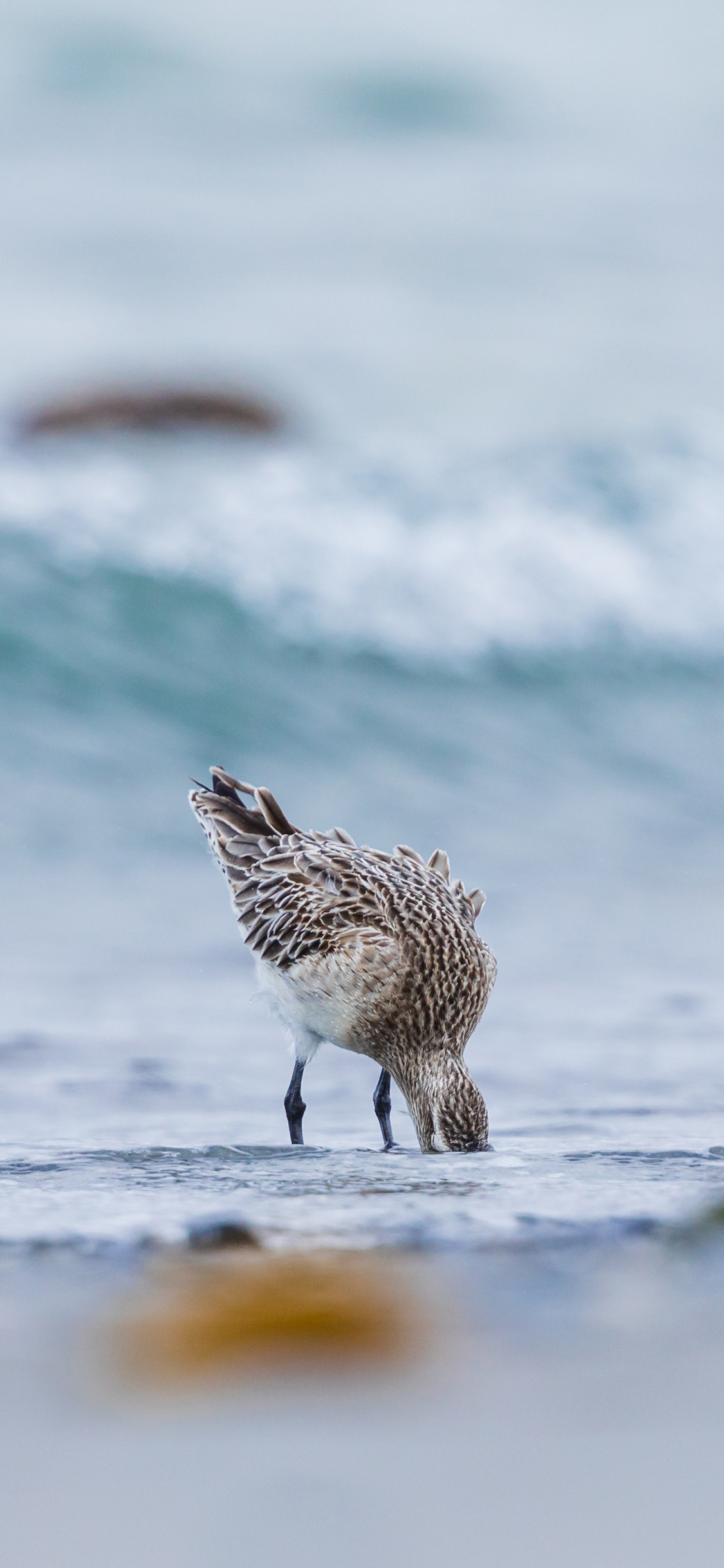 [2436×1125]沙滩 大海 浪花 海鸟 觅食 苹果手机壁纸图片