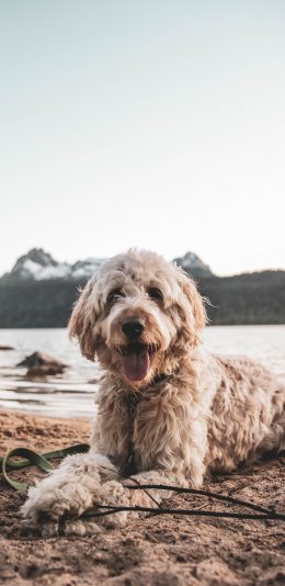 [2436x1125]沙滩 宠物狗 可爱 汪星人 苹果手机壁纸图片