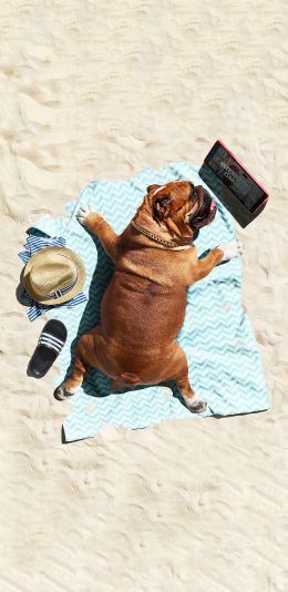 [2436x1125]沙滩 宠物狗 斗牛犬 晒太阳 苹果手机壁纸图片