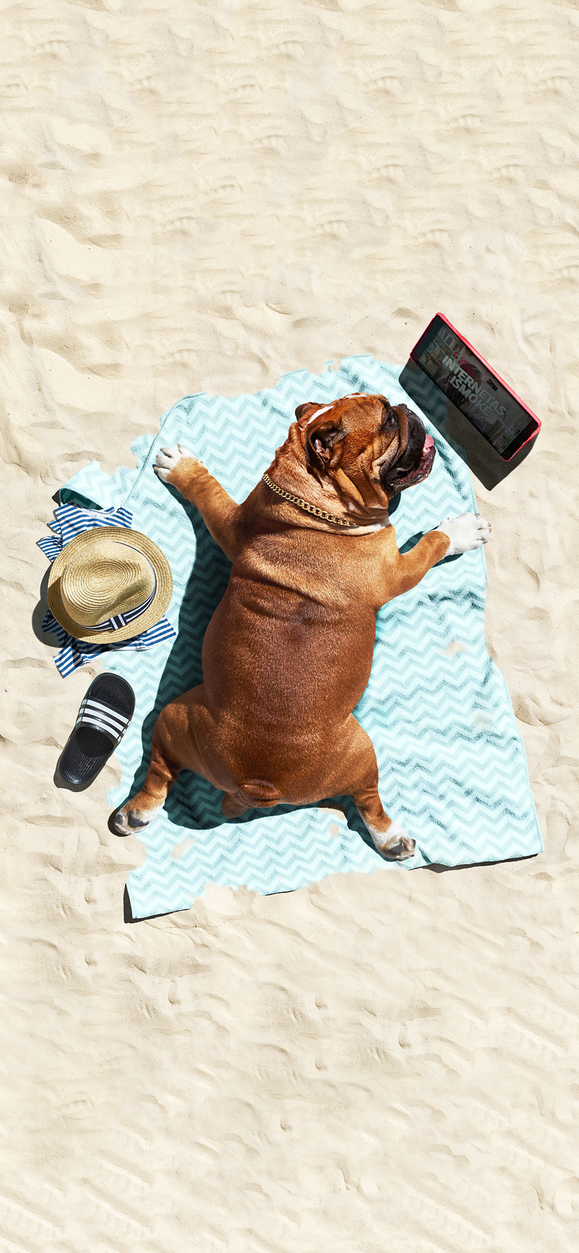 [2436×1125]沙滩 宠物狗 斗牛犬 晒太阳 苹果手机壁纸图片