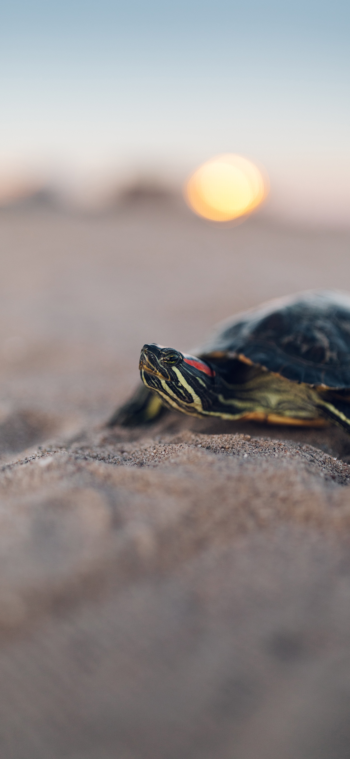 [2436×1125]沙滩 沙地 乌龟 爬行 苹果手机壁纸图片