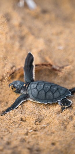 [2436x1125]沙滩 海龟 幼崽 海洋生物 苹果手机壁纸图片