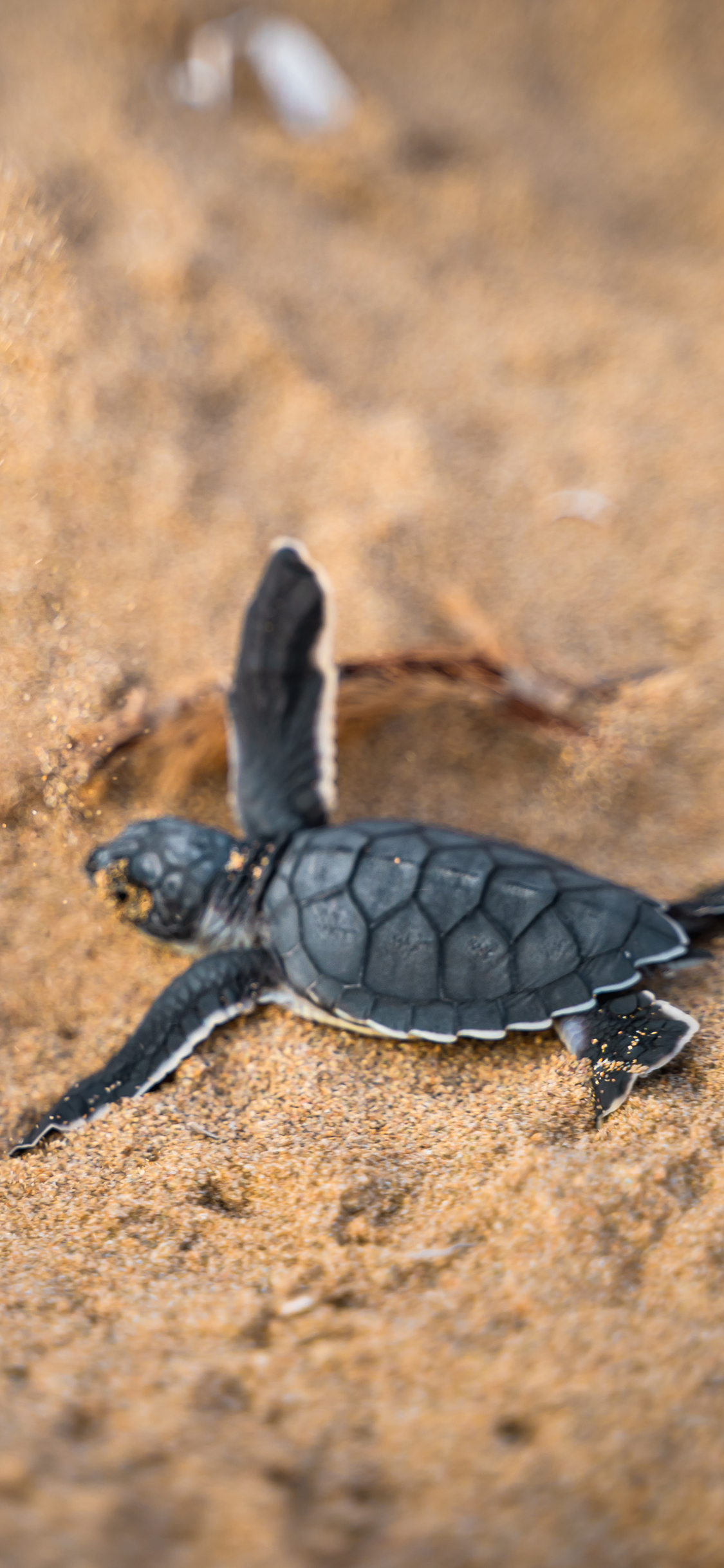 [2436×1125]沙滩 海龟 幼崽 海洋生物 苹果手机壁纸图片