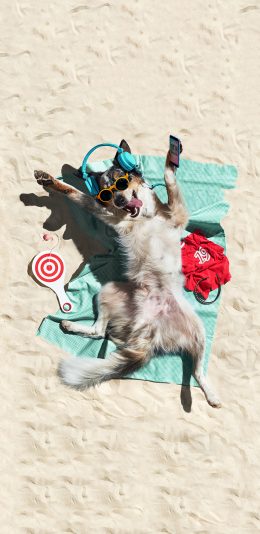 [2436x1125]沙滩 狗子 墨镜 撒欢 苹果手机壁纸图片