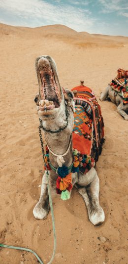 [2436x1125]沙漠 骆驼 沙漠之舟 代步 张嘴 苹果手机壁纸图片
