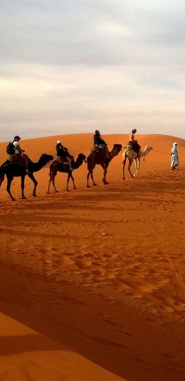 [2436x1125]沙漠中行走的骆驼队 苹果手机壁纸图片