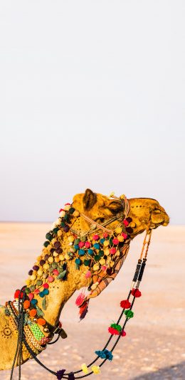 [2436x1125]沙漠之舟 骆驼 交通 运输 苹果手机壁纸图片