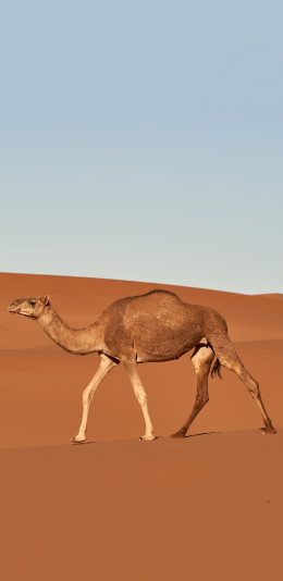 [2436x1125]沙漠之舟 骆驼 储水 代步 苹果手机壁纸图片