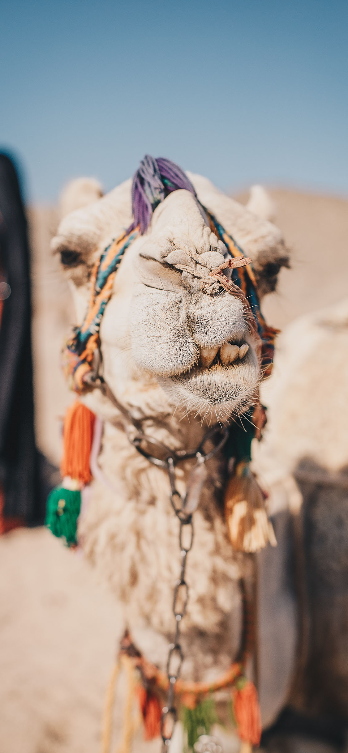 [2436×1125]沙漠之舟 骆驼 特写 代步 运输 苹果手机壁纸图片