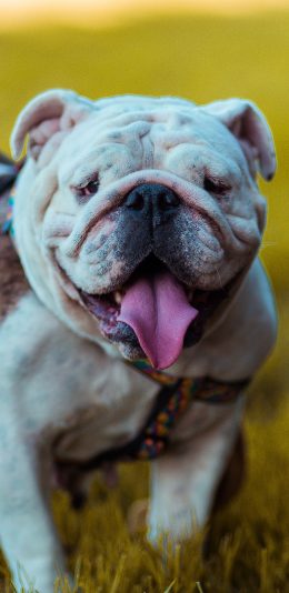 [2436x1125]沙皮 草地 宠物 犬类 苹果手机壁纸图片