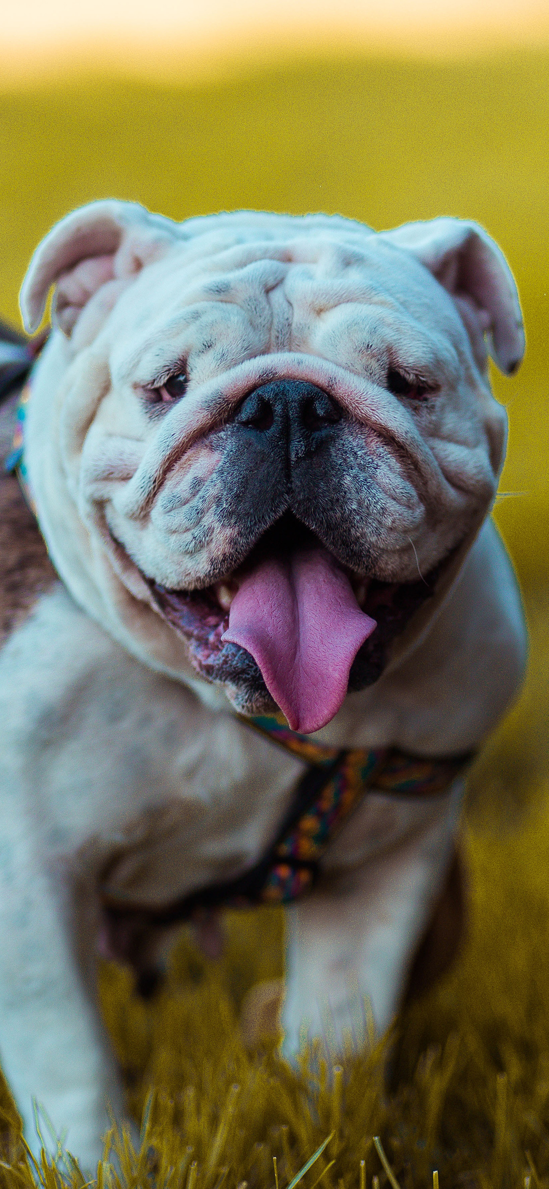 [2436×1125]沙皮 草地 宠物 犬类 苹果手机壁纸图片