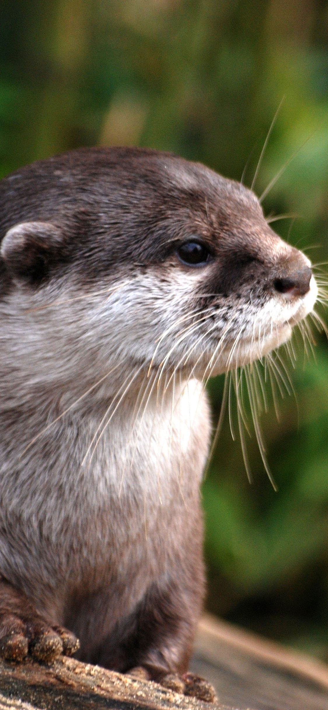 [2436×1125]河獭 獭猫 皮毛 胡须 哺乳 苹果手机壁纸图片
