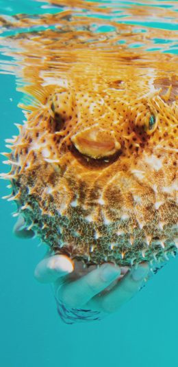 [2436x1125]河豚 水滴 刺 萌 苹果手机壁纸图片