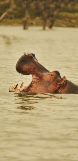 [2436x1125]河马 张嘴 湖水 哺乳 苹果手机壁纸图片