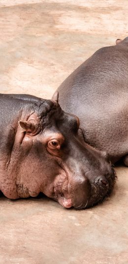 [2436x1125]河马 杂食 哺乳类 体型 苹果手机壁纸图片