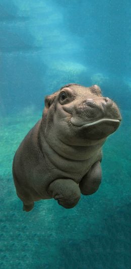 [2436x1125]河马 水底 游泳 特写 苹果手机壁纸图片