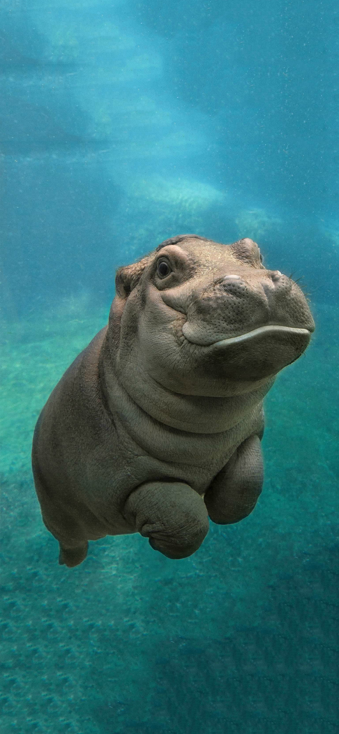 [2436×1125]河马 水底 游泳 特写 苹果手机壁纸图片