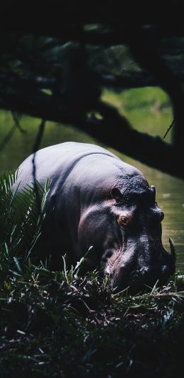 [2436x1125]河马 池塘 体型 胎生 苹果手机壁纸图片