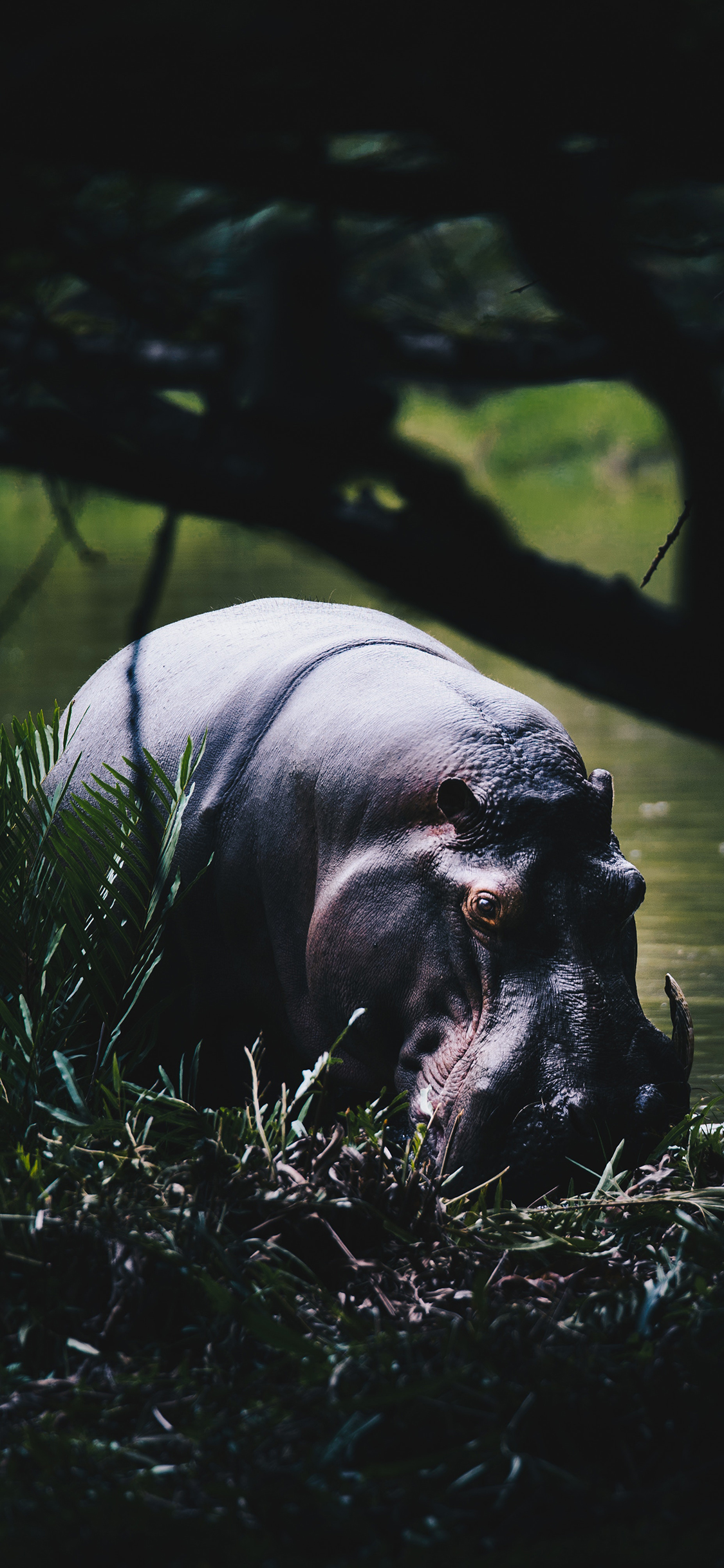 [2436×1125]河马 池塘 体型 胎生 苹果手机壁纸图片
