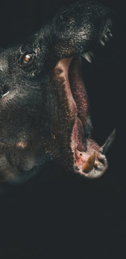 [2436x1125]河马 獠牙 口腔 牙齿 苹果手机壁纸图片