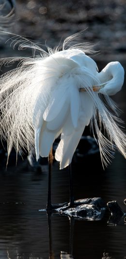 [2436x1125]沼泽 仙鹤 白色羽毛 栖息 苹果手机壁纸图片