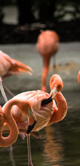 [2436x1125]沼泽 火烈鸟 羽毛 红色 候鸟 苹果手机壁纸图片