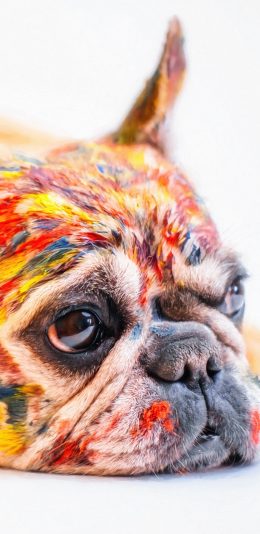 [2436x1125]法国 斗牛犬 颜料 狗 汪星人 趴 苹果手机壁纸图片