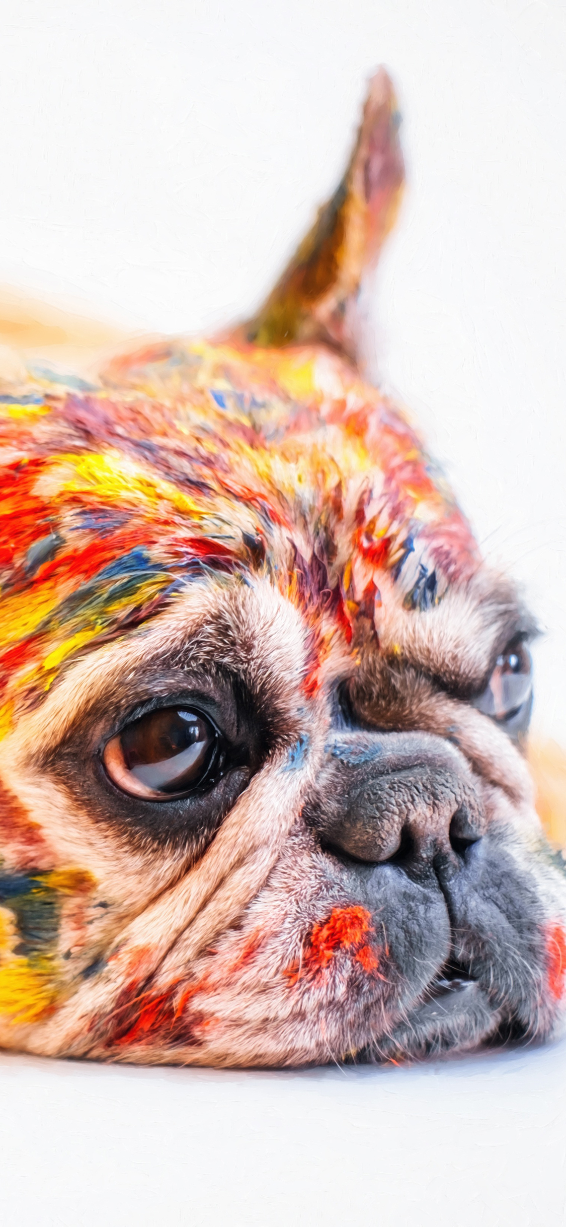 [2436×1125]法国 斗牛犬 颜料 狗 汪星人 趴 苹果手机壁纸图片