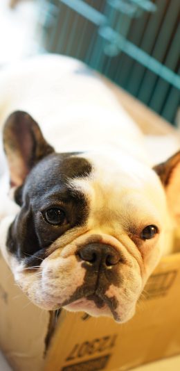 [2436x1125]法国斗牛犬  狗 宠物 汪星人 可爱 萌 苹果手机壁纸图片
