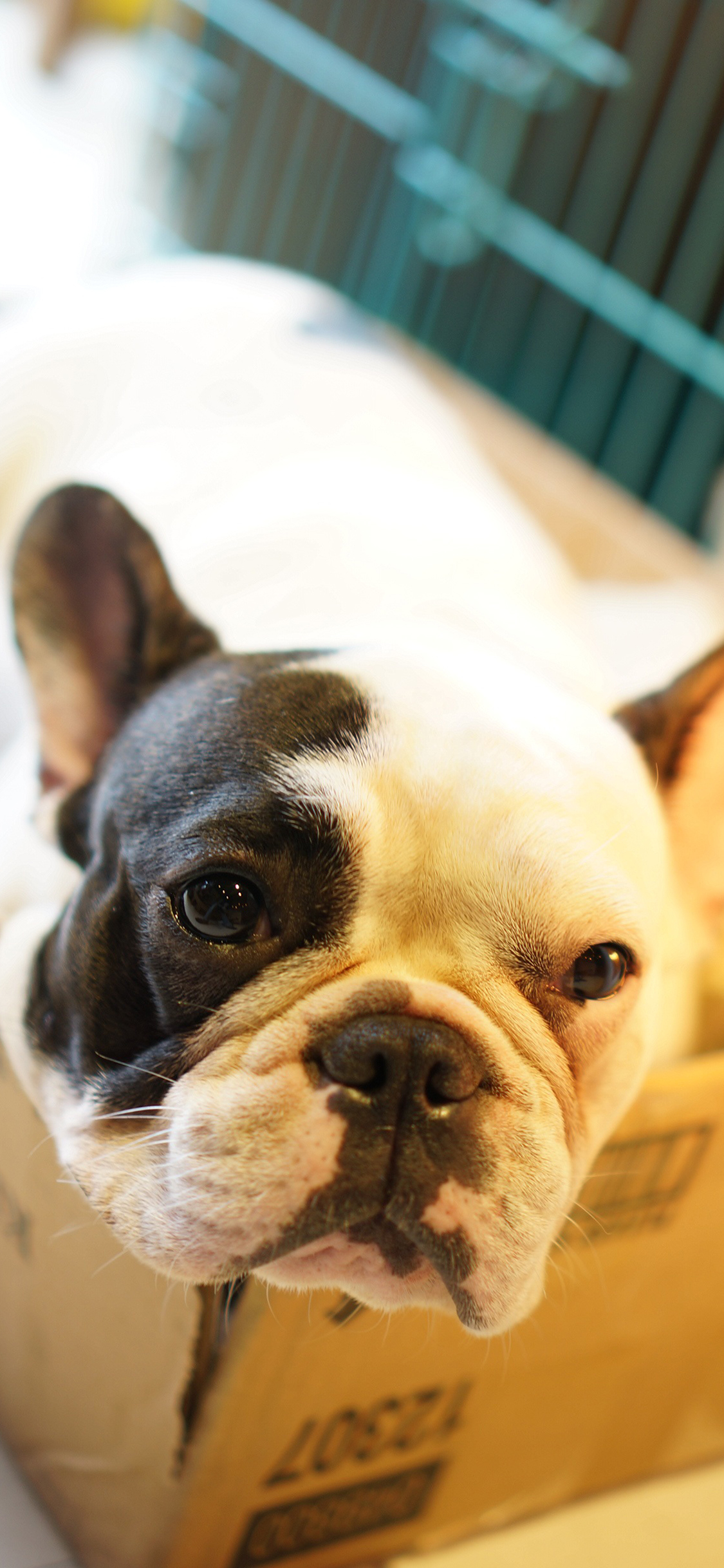 [2436×1125]法国斗牛犬  狗 宠物 汪星人 可爱 萌 苹果手机壁纸图片
