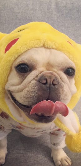 [2436x1125]法国斗牛犬 汪星人 可爱 宠物 萌 吐舌 苹果手机壁纸图片