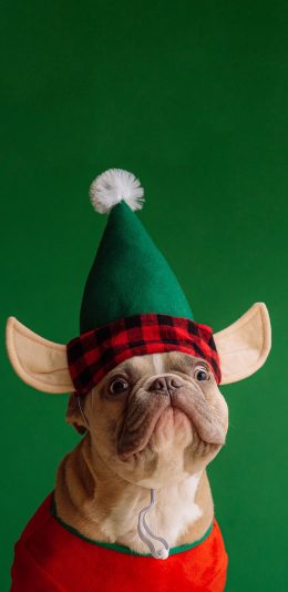 [2436x1125]法国斗牛犬 汪星人 宠物 帽子 绿色 狗 苹果手机壁纸图片