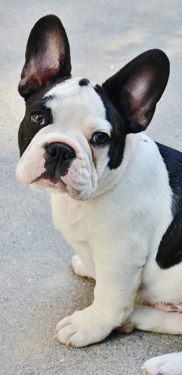 [2436x1125]法国斗牛犬 汪星人 狗 可爱 宠物 苹果手机壁纸图片