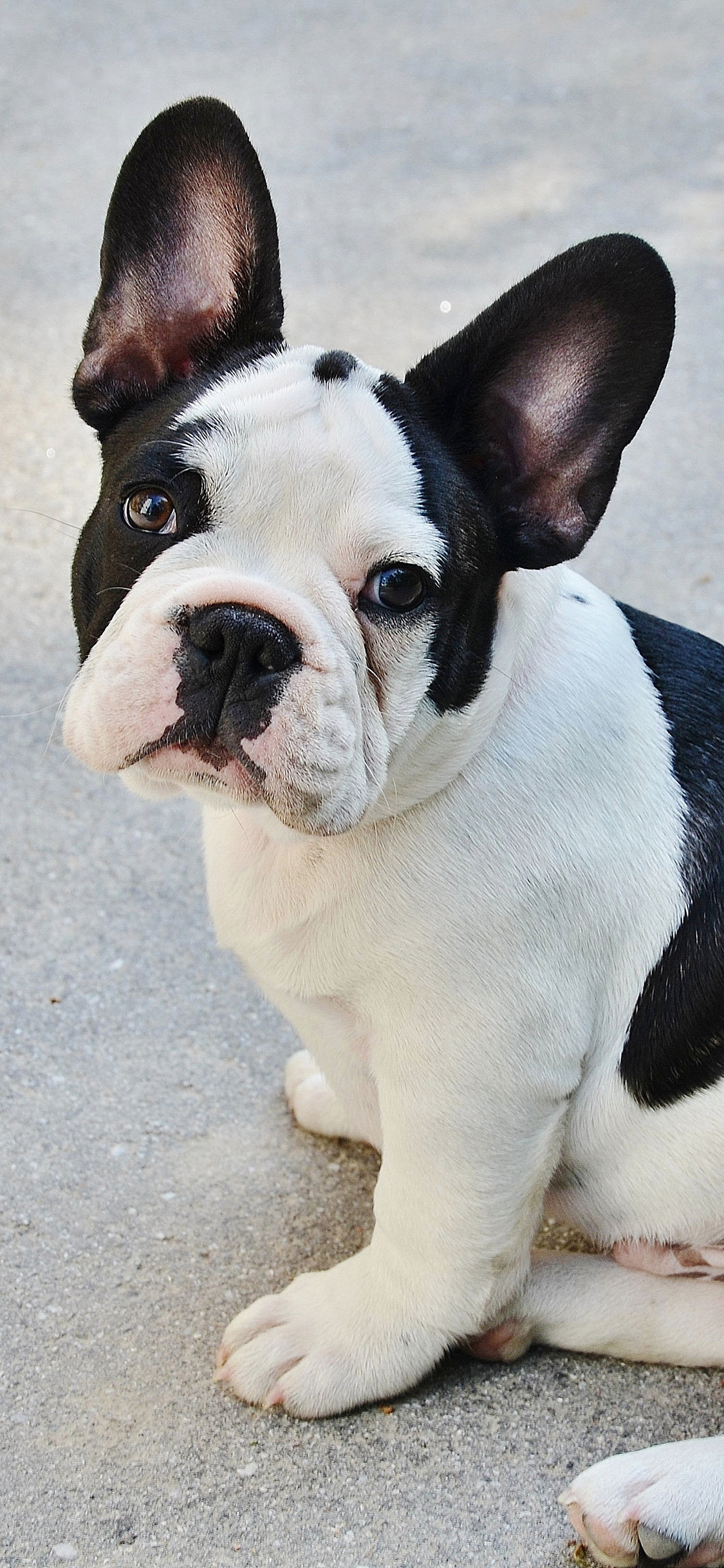 [2436×1125]法国斗牛犬 汪星人 狗 可爱 宠物 苹果手机壁纸图片