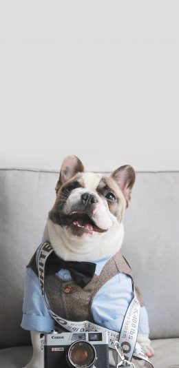 [2436x1125]法国斗牛犬 汪星人 狗 服装 可爱 苹果手机壁纸图片