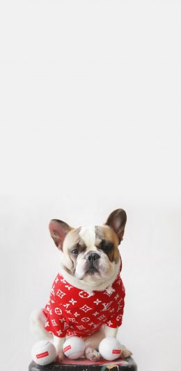 [2436x1125]法国斗牛犬 汪星人 狗 服装 潮牌 可爱 苹果手机壁纸图片