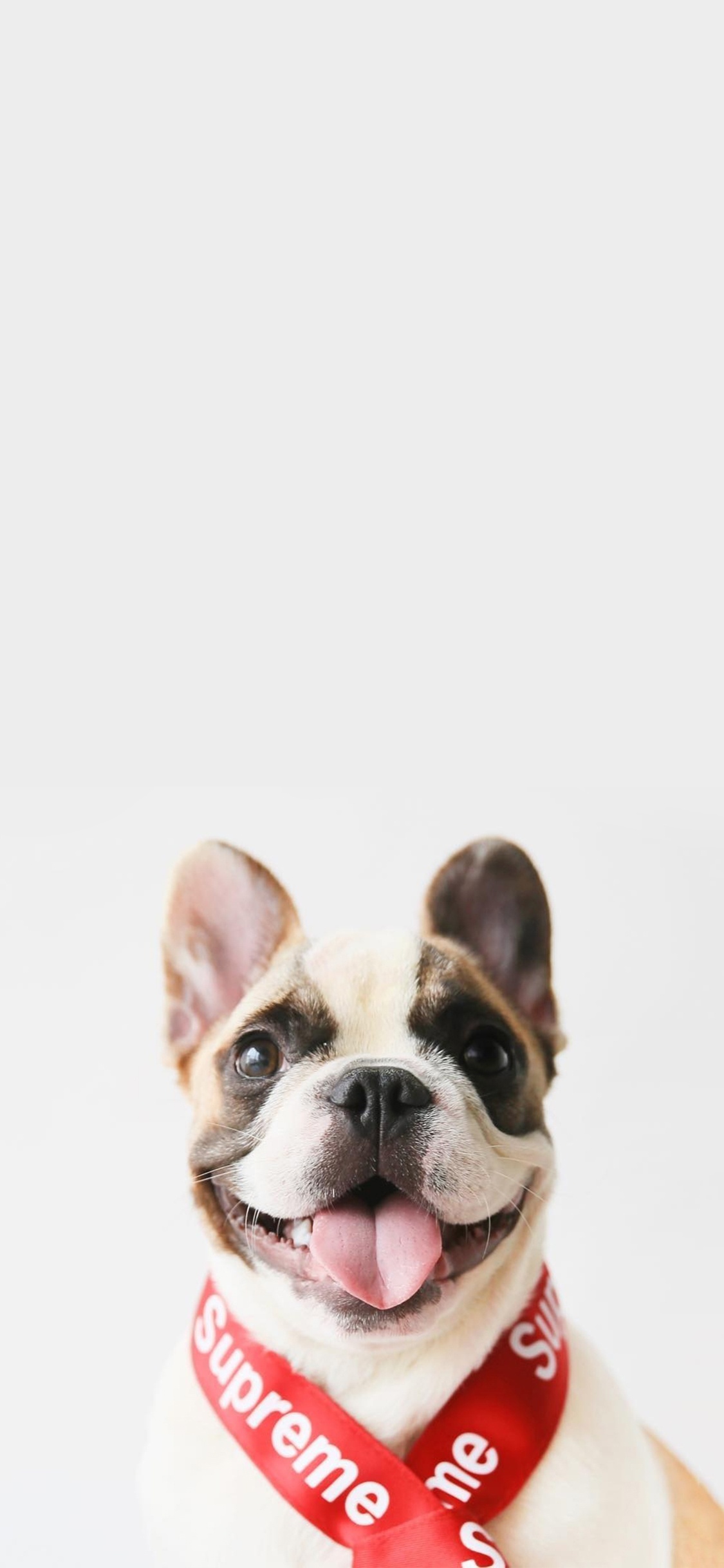 [2436×1125]法国斗牛犬 汪星人 狗 潮牌 可爱 苹果手机壁纸图片