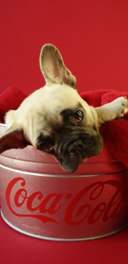 [2436x1125]法国斗牛犬 汪星人 萌 宠物 狗 可爱 红色 苹果手机壁纸图片