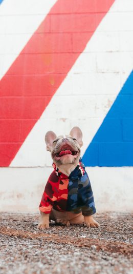 [2436x1125]法国斗牛犬 法斗 狗 汪星人 车尾 憨笑 苹果手机壁纸图片