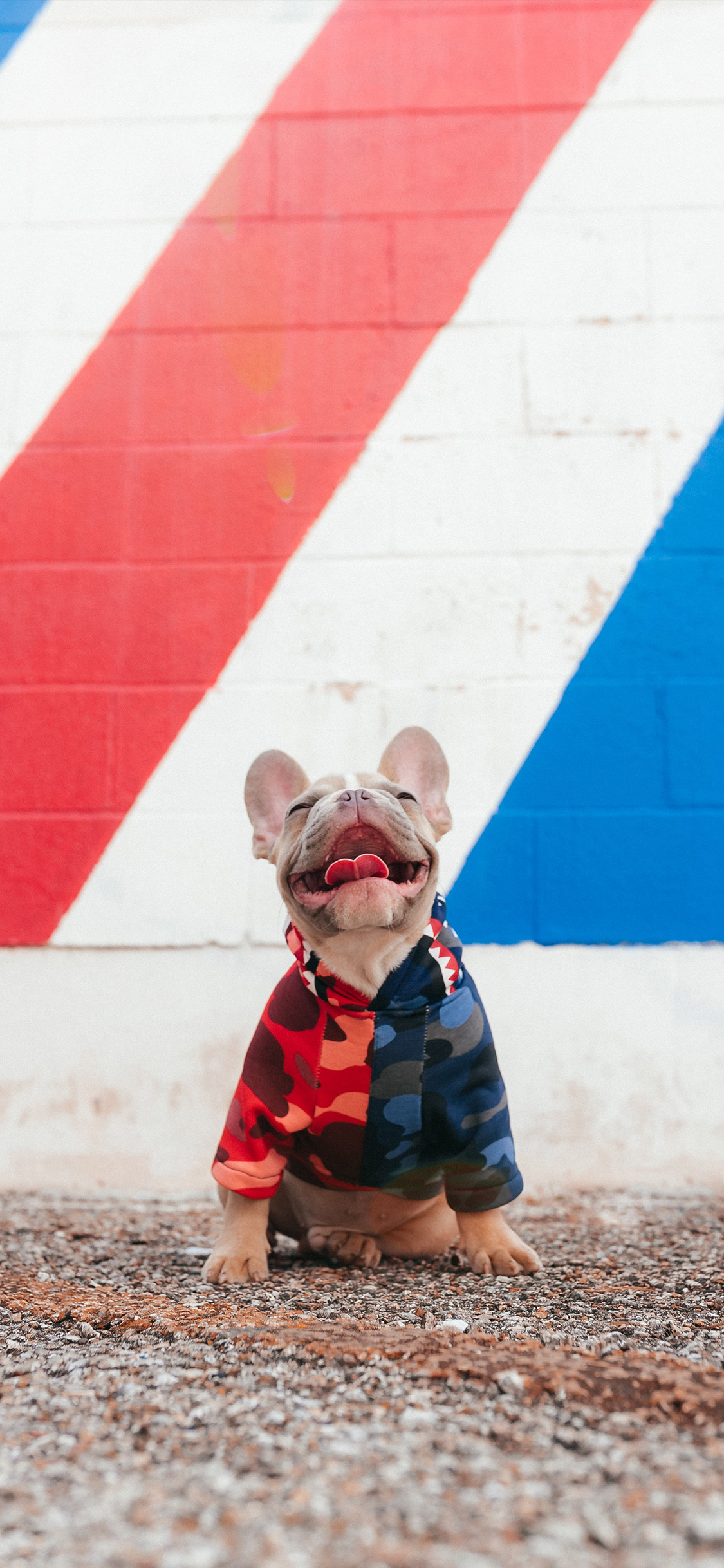 [2436×1125]法国斗牛犬 法斗 狗 汪星人 车尾 憨笑 苹果手机壁纸图片