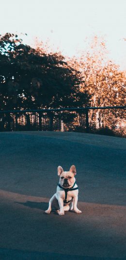 [2436x1125]法国斗牛犬 狗 可爱 宠物 萌 苹果手机壁纸图片