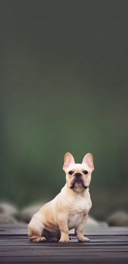 [2436x1125]法国斗牛犬 狗 宠物 可爱 汪星人 苹果手机壁纸图片